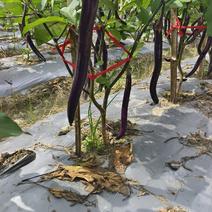 2024年-高山种植生长的茄子，线茄，种植基地直接供应，