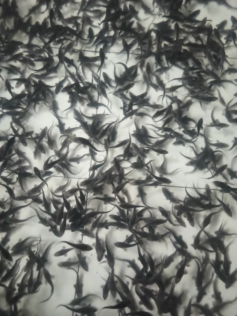 鲟鱼苗