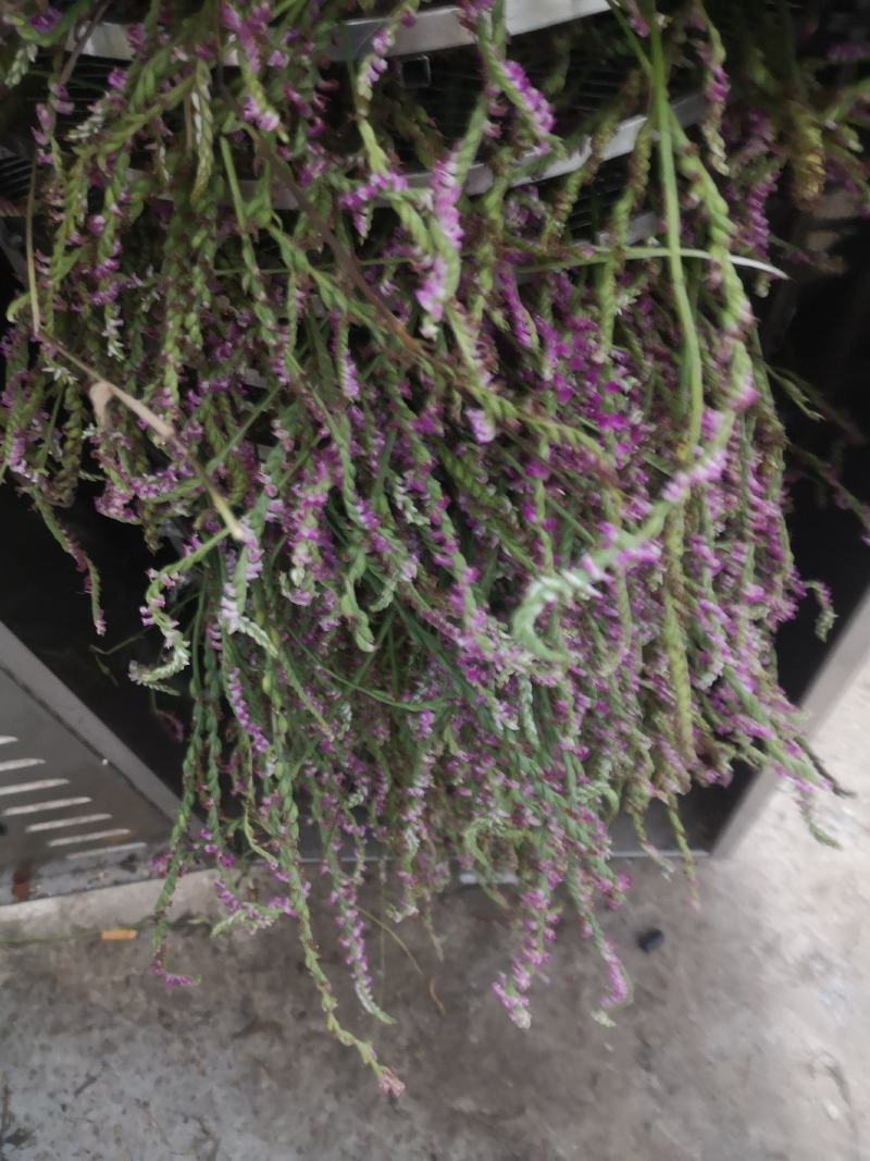 盘龙参