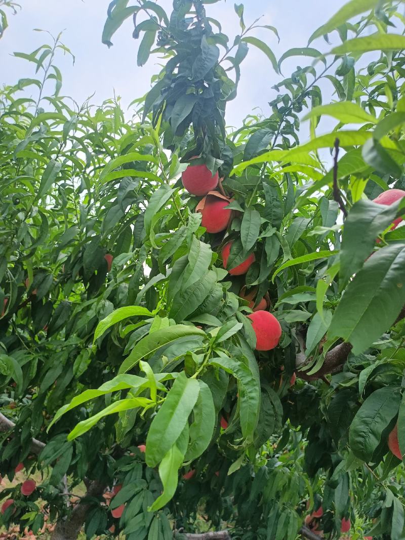 突围桃