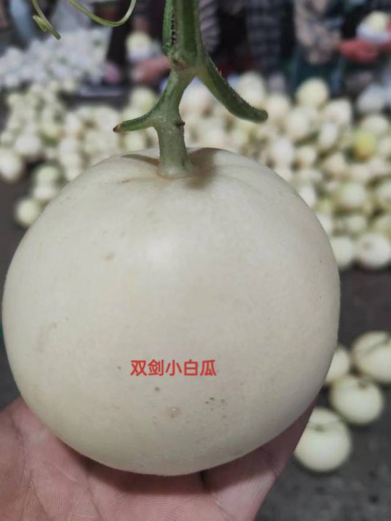 小白瓜大量有货对接全国市场电商平台，一手货源欢迎合作