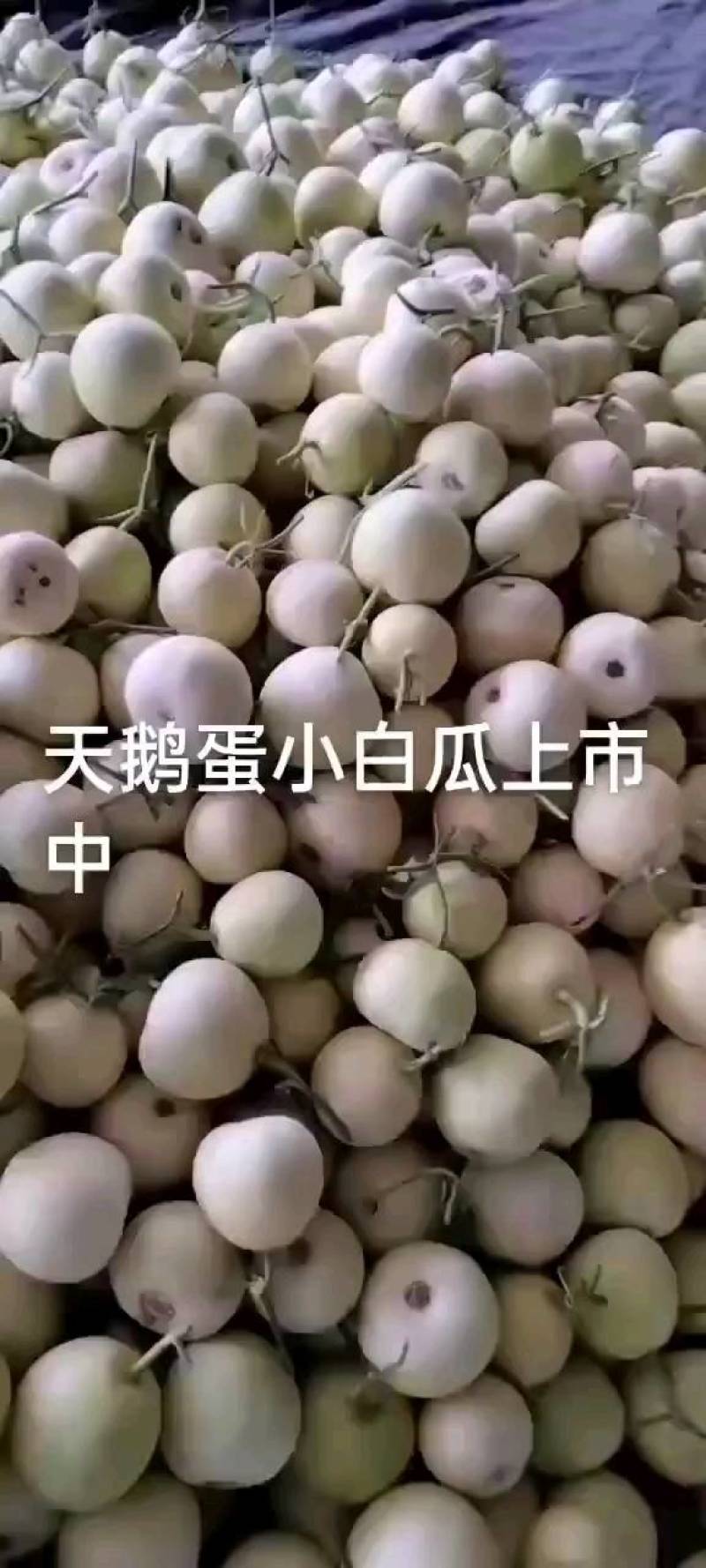小白瓜大量有货对接全国市场电商平台，一手货源欢迎合作