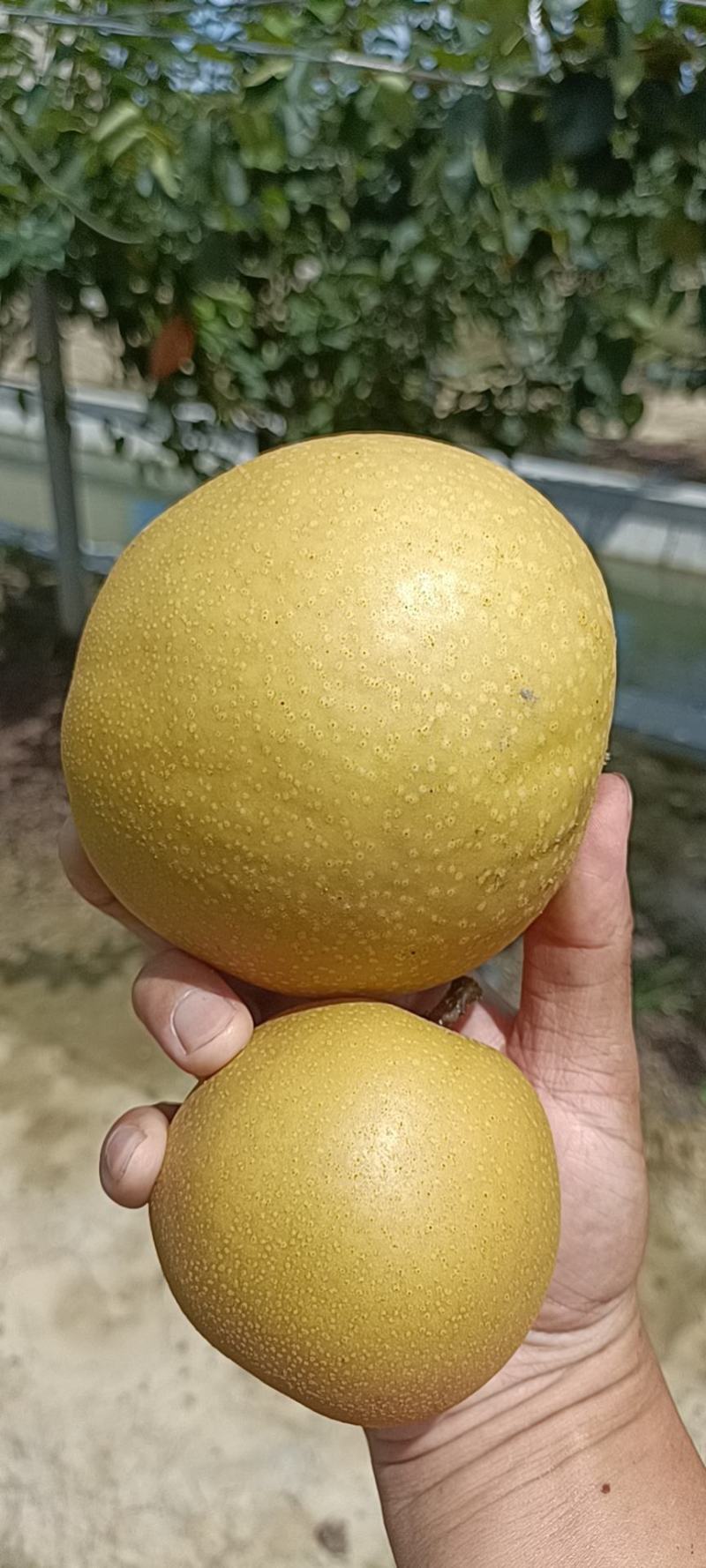 新玉梨，翠玉，翠冠梨秋月梨批发