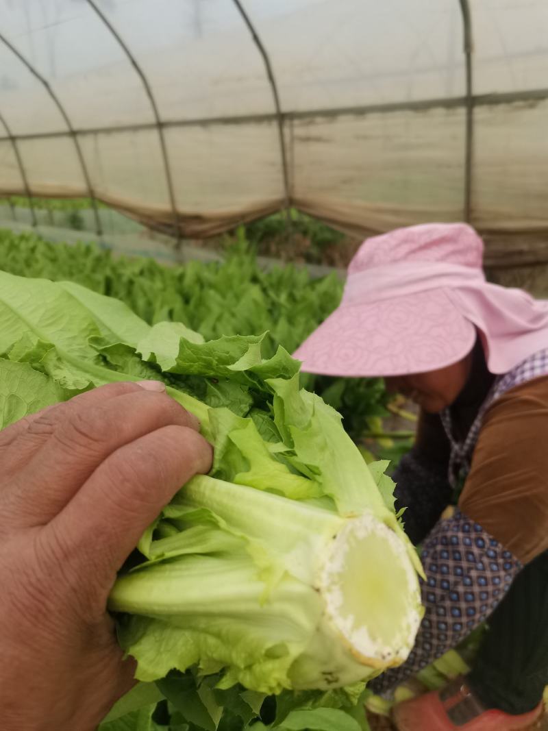 本地区常年主要生产各种叶菜，尖椒，青椒，西红柿等，