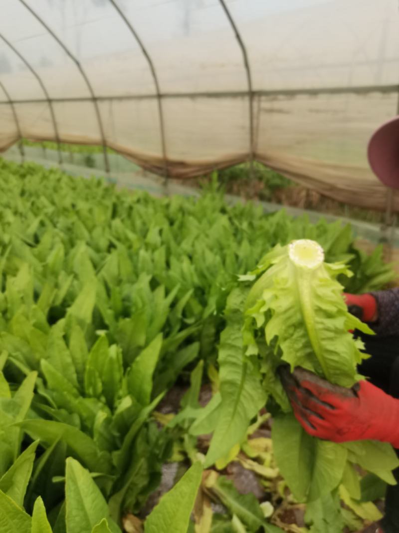 本地区常年主要生产各种叶菜，尖椒，青椒，西红柿等，