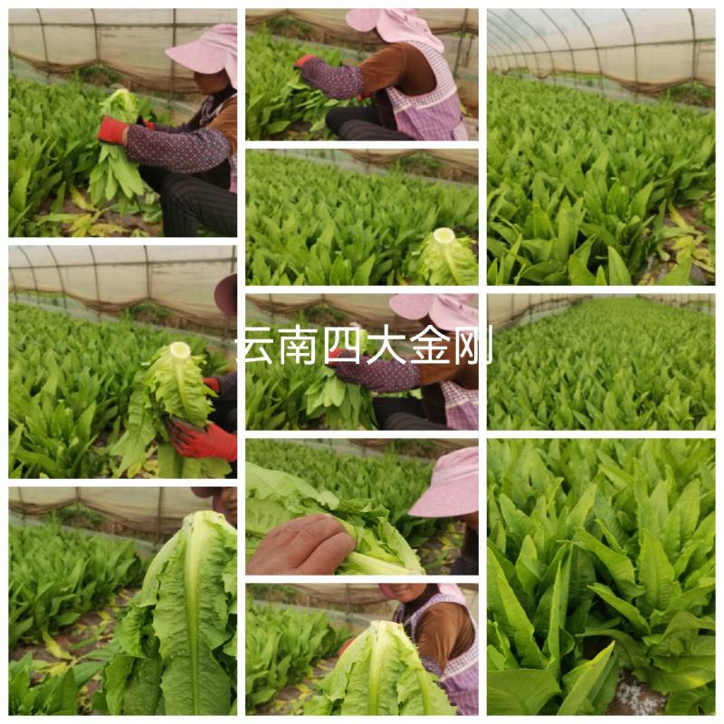 本地区常年主要生产各种叶菜，尖椒，青椒，西红柿等，