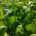 本地区常年主要生产各种叶菜，尖椒，青椒，西红柿等，