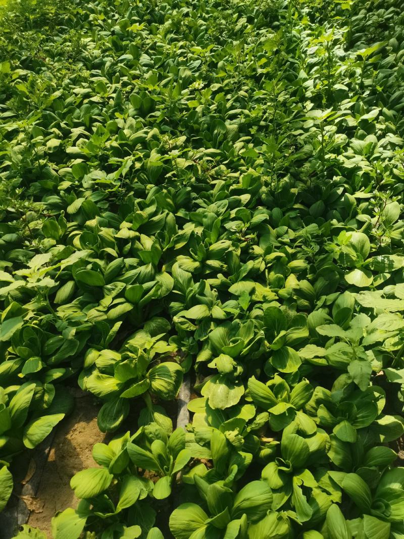 本地区常年主要生产各种叶菜，尖椒，青椒，西红柿等，