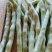 圆条豆角