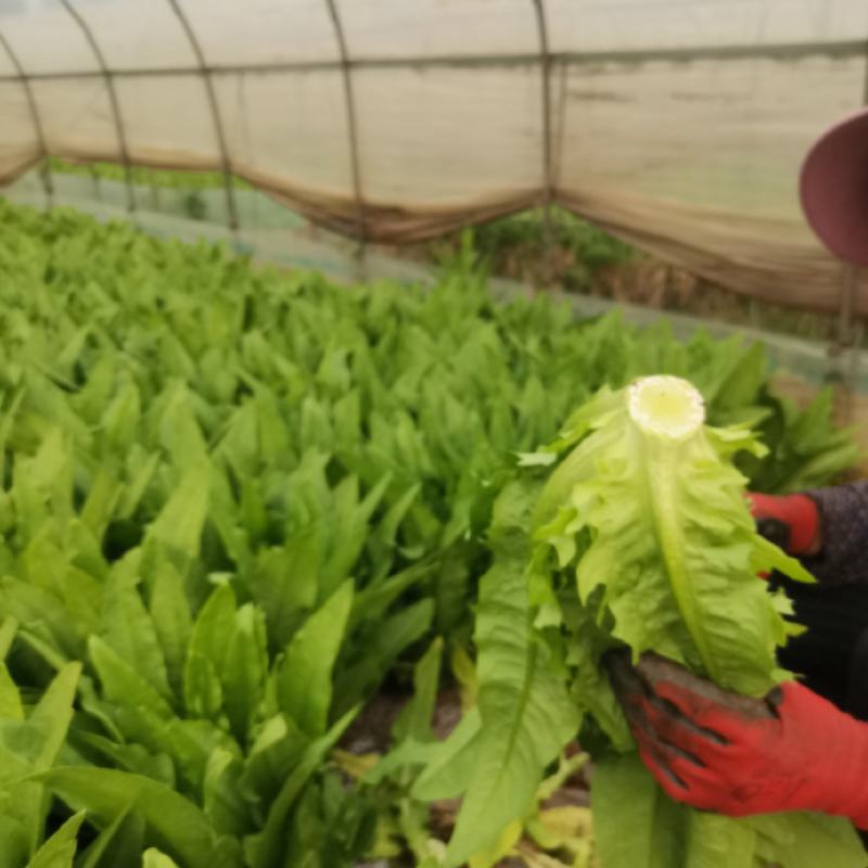 本地区常年主要生产各种叶菜，尖椒，青椒，西红柿等，