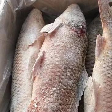 冷冻开背鲤鱼