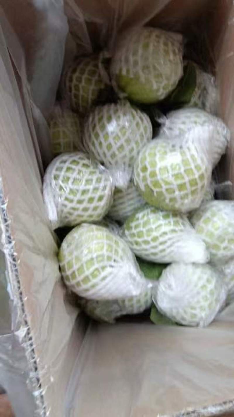 珍珠石榴