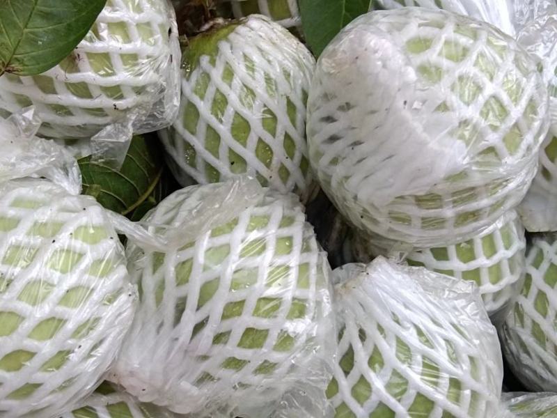 珍珠石榴
