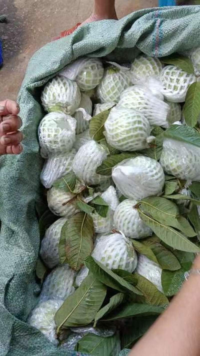 珍珠石榴