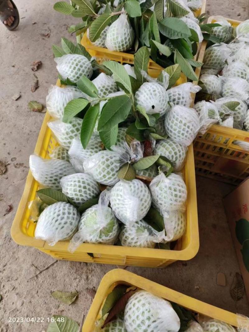 珍珠石榴