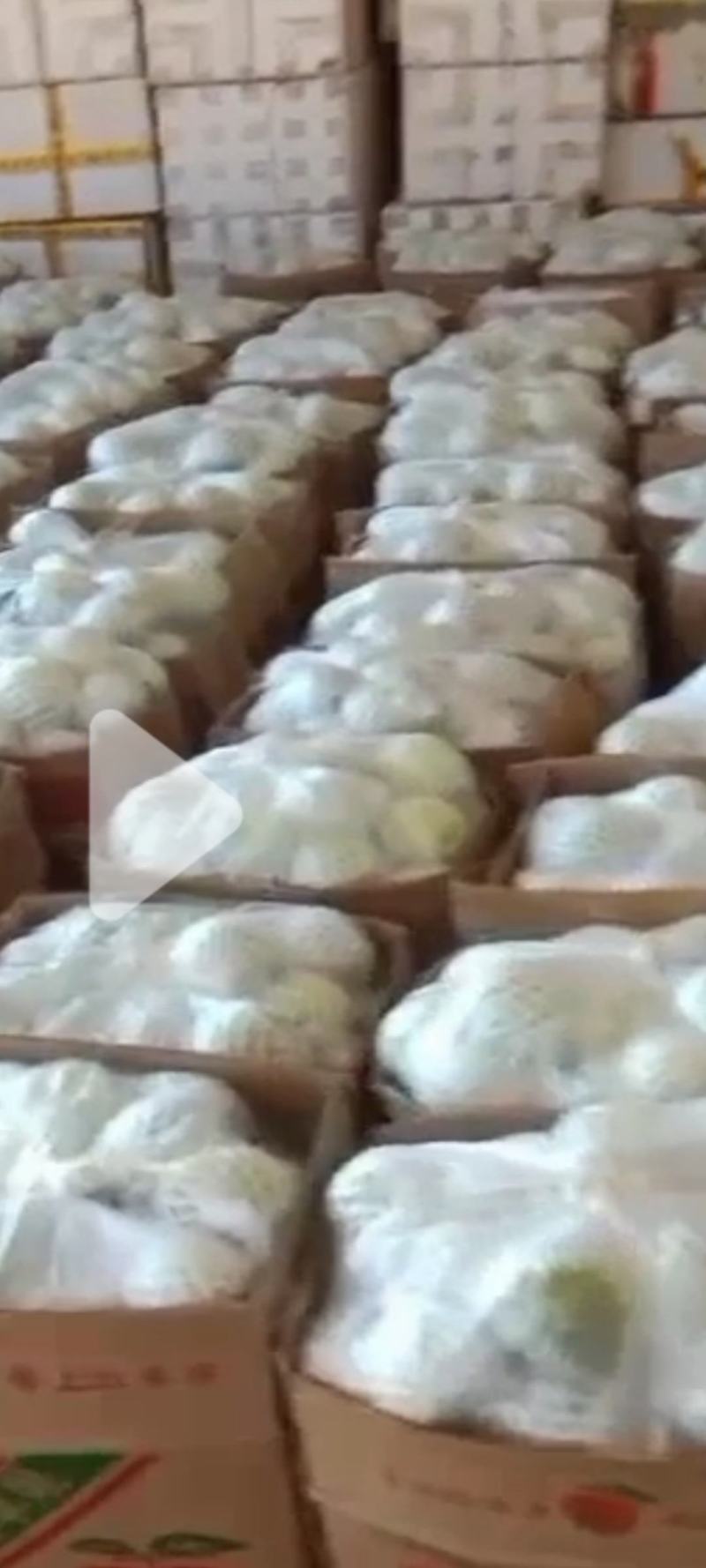 珍珠石榴