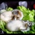 生蚝肉牡蛎海蛎肉新鲜速冻1斤/盒