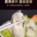 生蚝肉牡蛎海蛎肉新鲜速冻1斤/盒