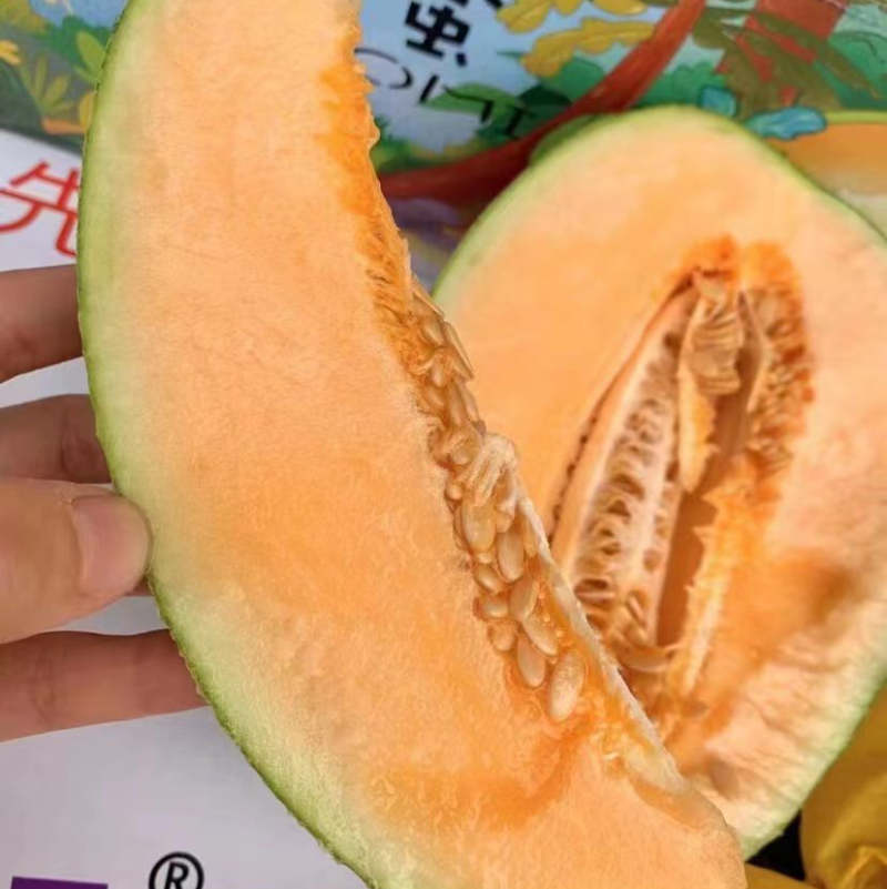 甘肃民勤产地晓蜜25哈密瓜保质保量一手货源