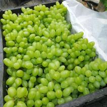 邢台维多利亚葡萄品质量大从优一手货源欢迎