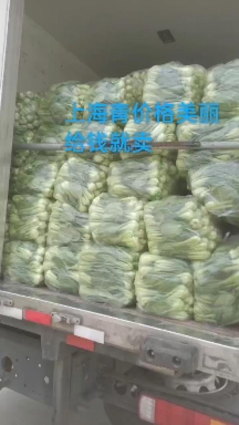 【精品】上海青油菜万亩基地大量供货欢迎咨询