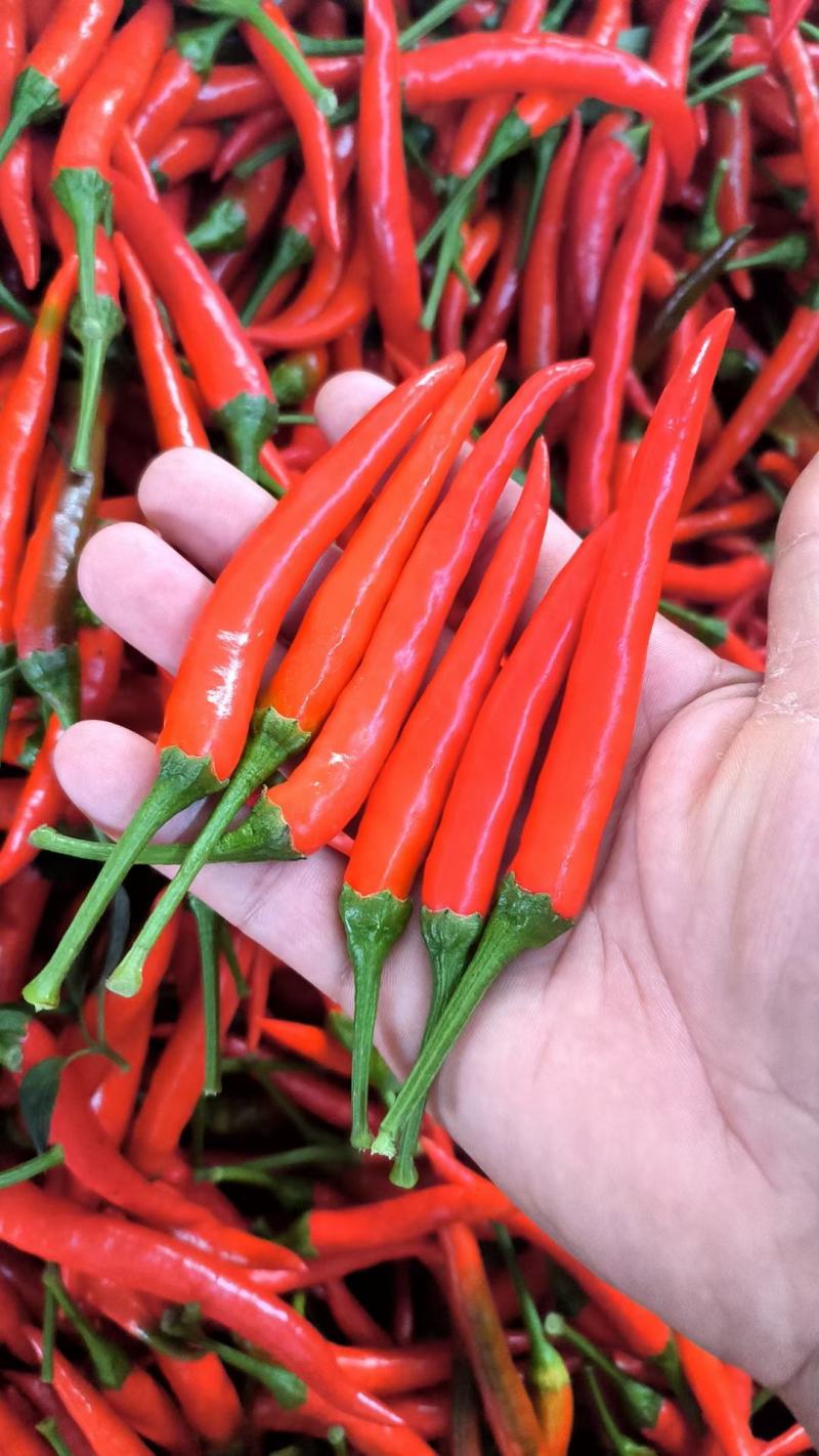 河南商丘小米辣大量上市，