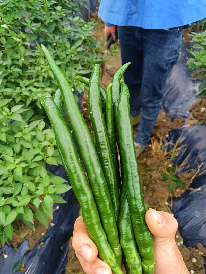 3号线椒7号线椒贵州高山辣椒
