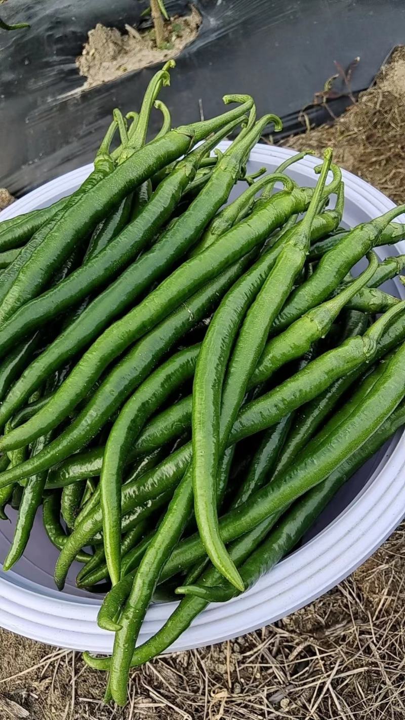 3号线椒7号线椒贵州高山辣椒