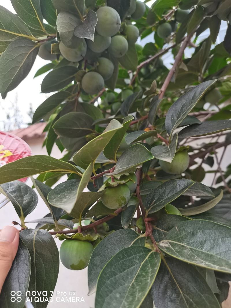 脆柿子树，水果柿子树，甜柿子