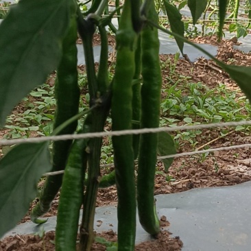 线椒二荆条鲜货