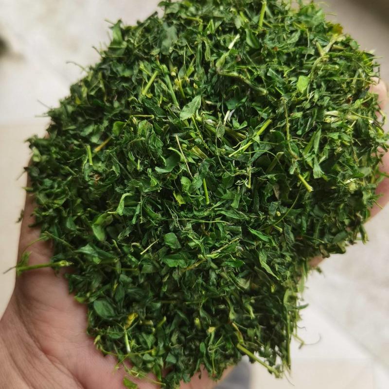 广西本地精品藤茶相思茶护肝茶鸡骨草茶大量种植加工供应