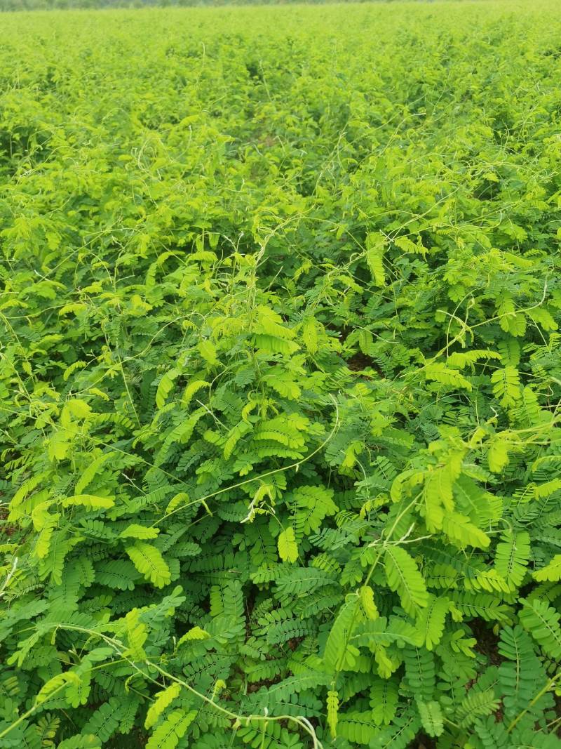 广西本地精品藤茶相思茶护肝茶鸡骨草茶大量种植加工供应