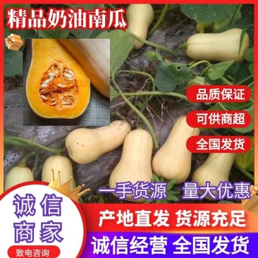 陕西南瓜奶油南瓜，瓜型好，表皮光洁，瓜肉红润。口感甜面