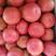 河北唐山西红柿，硬粉西红柿，基地直供，全国发货