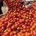 河北唐山西红柿，硬粉西红柿，基地直供，全国发货