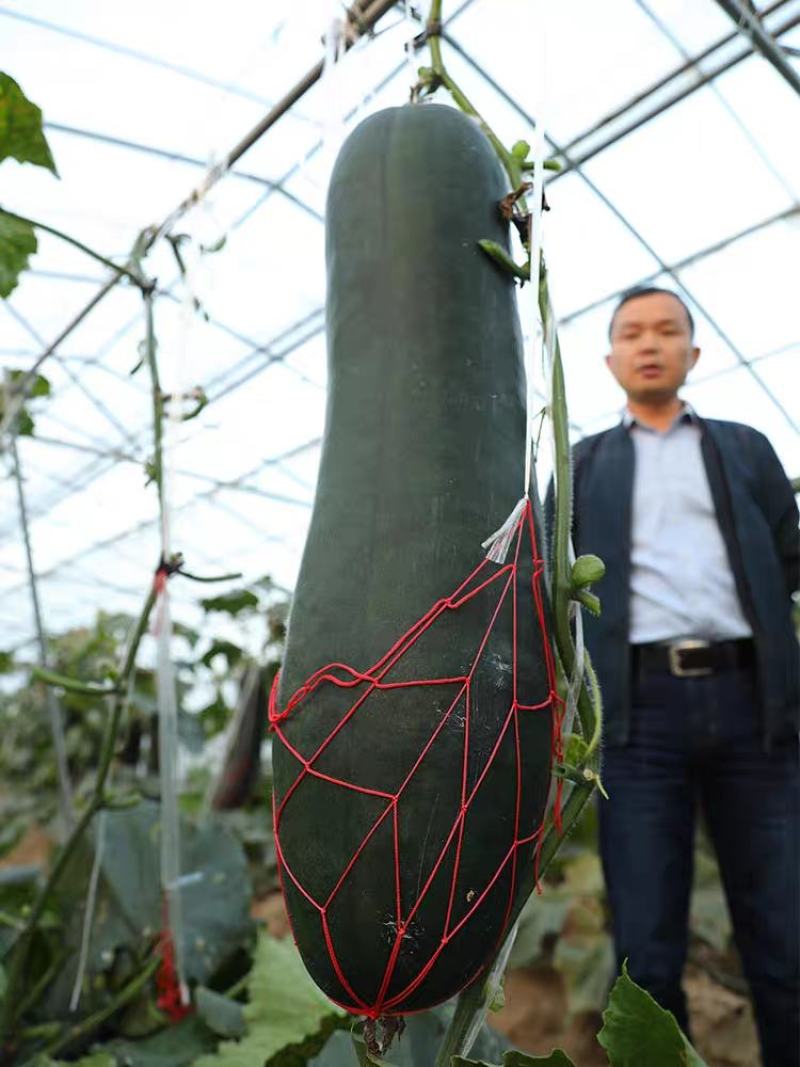 冬瓜，黑皮冬瓜大量有货，产地供应，非常漂亮，一条龙服务