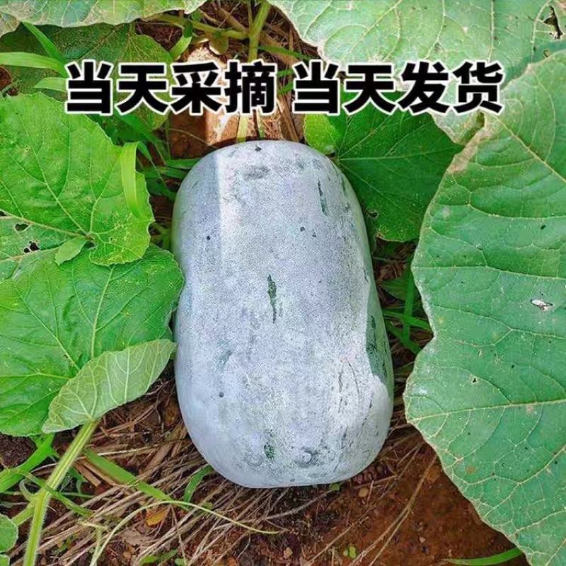 冬瓜黑皮冬瓜白皮冬瓜产地现摘现发欢迎来电订购