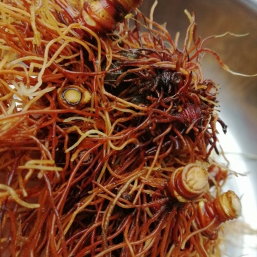 名贵野生盆景中草药红毛七，红毛三七