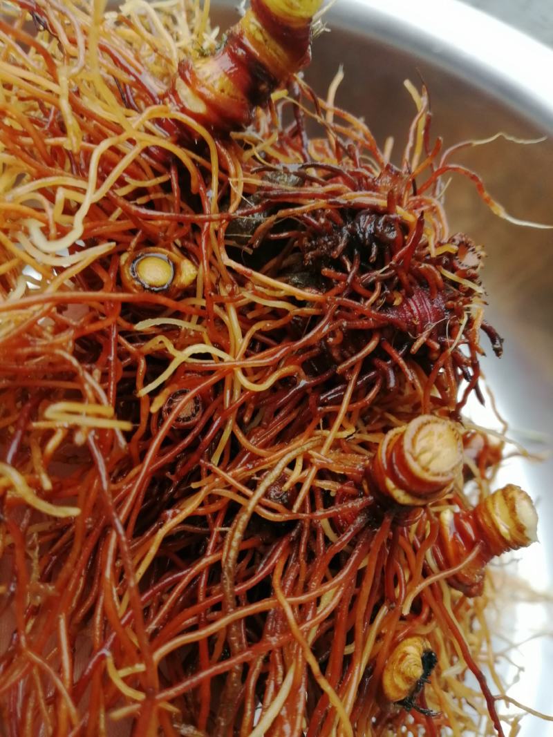 名贵野生盆景中草药红毛七，红毛三七