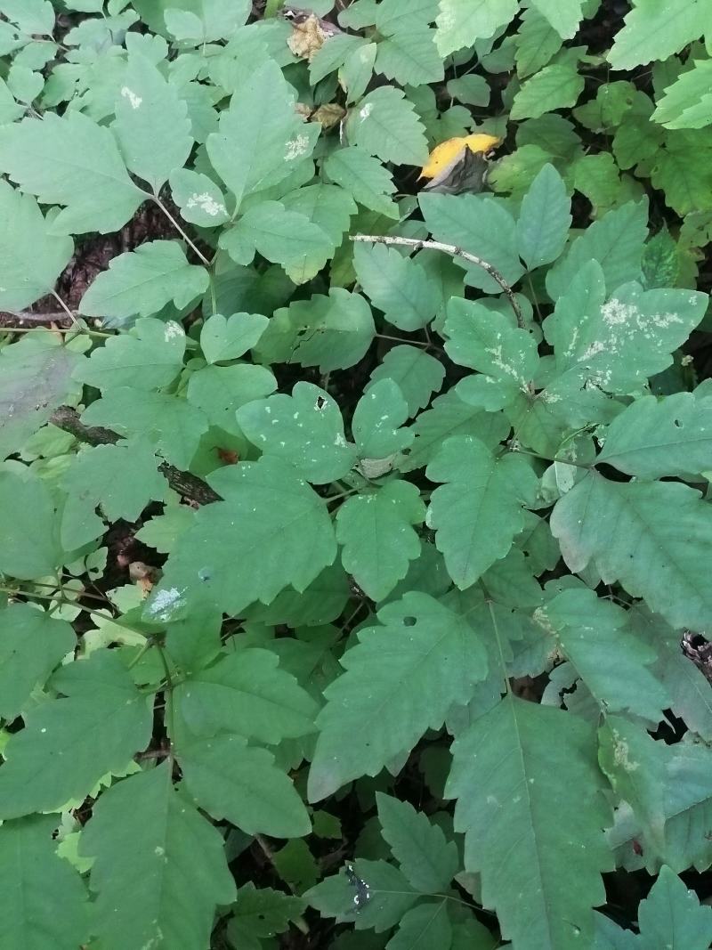 名贵野生盆景中草药红毛七，红毛三七
