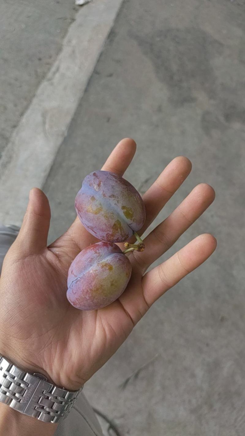 西梅，汉源西梅，大量上市中，有需要的尽量电话联系，谢谢