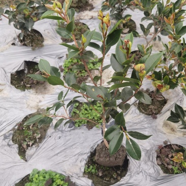 成都基地批发茶梅地笼子16杯大小规格都有。