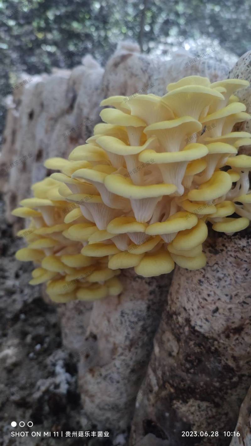 榆黄菇菌棒菌种