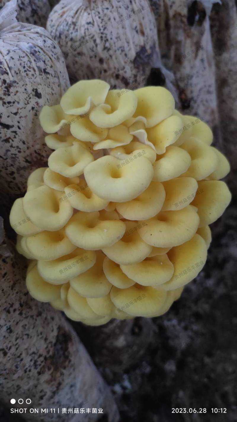 榆黄菇菌棒菌种