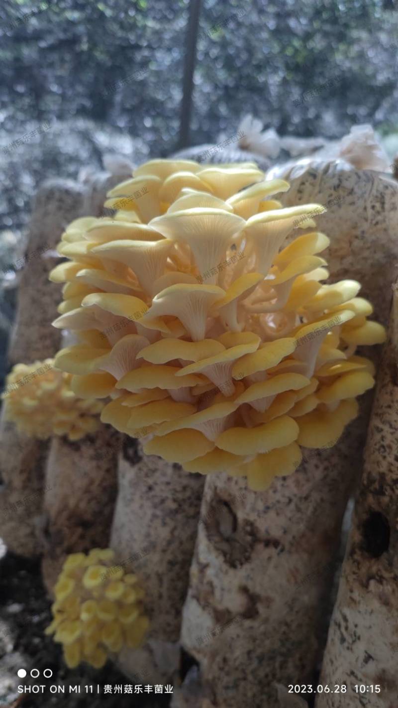 榆黄菇菌棒菌种