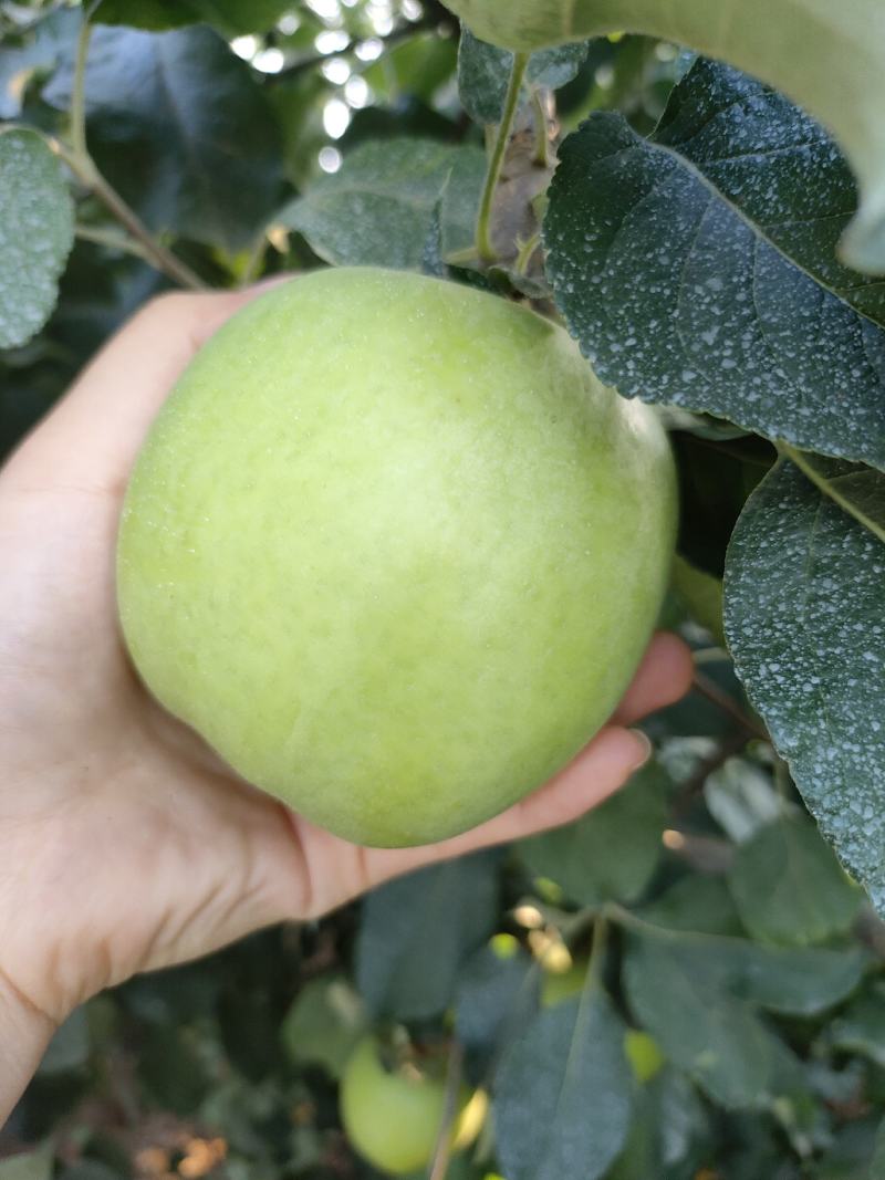 华硕苹果