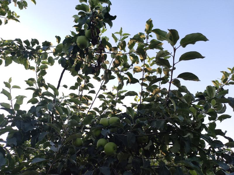 华硕苹果
