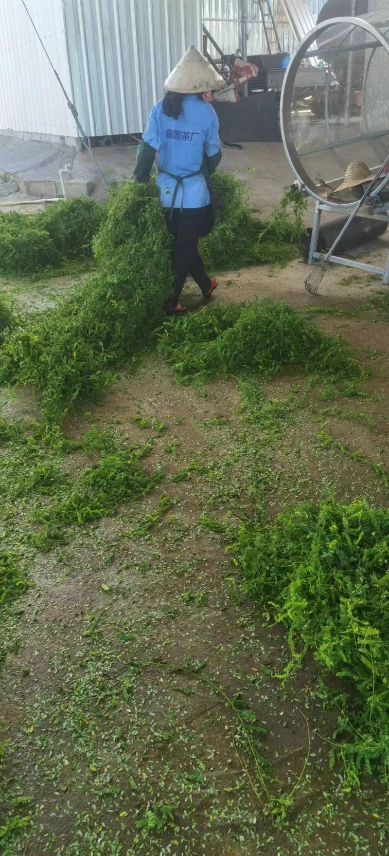 广西本地精品藤茶相思茶护肝茶大量种植加工供应