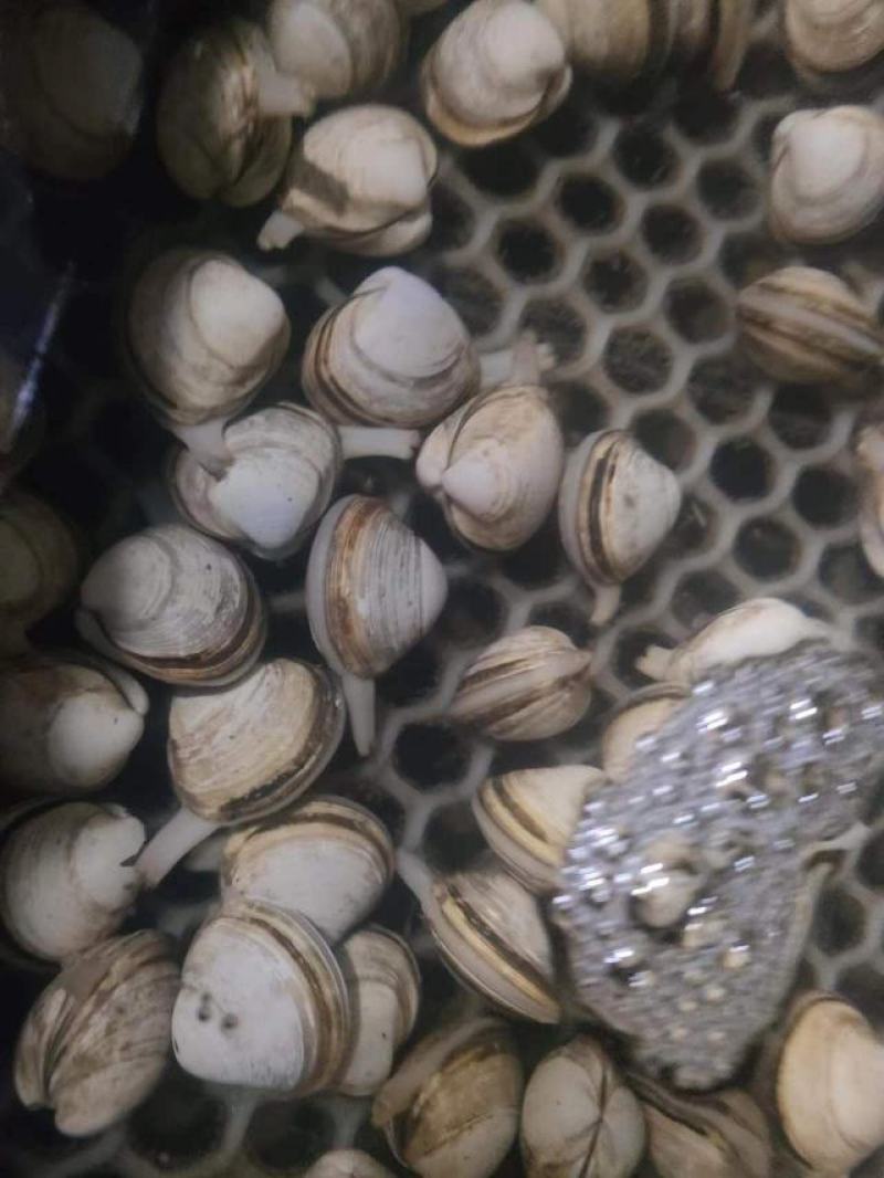 白蚬子长期有货欢迎选购煲汤锡纸都适合用！！！！！！！！！