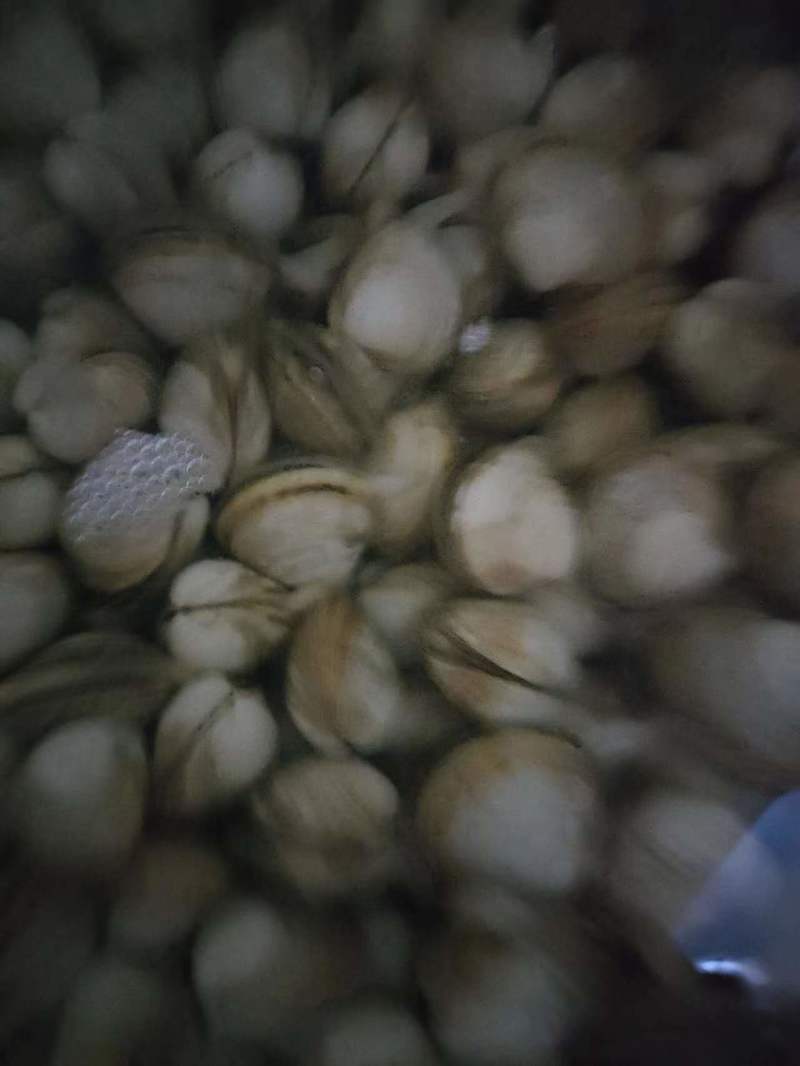 白蚬子长期有货欢迎选购煲汤锡纸都适合用！！！！！！！！！
